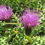 Cirsium acaulon अन्य