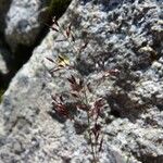 Agrostis rupestris Elinympäristö