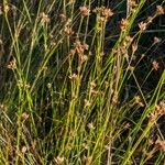 Rhynchospora alba Lapas