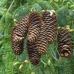 Picea abies Плод