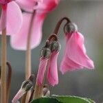 Cyclamen persicum অভ্যাস