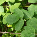 Thapsia nestleri Blüte