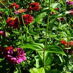 Zinnia elegans Листок