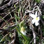Arenaria montana Лист