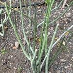 Ceropegia dichotoma Leaf