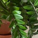 Zamioculcas zamiifolia Lapas