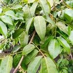 Pterocarpus santalinoides Hoja