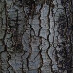 Liquidambar formosana Bark