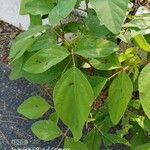 Desmodium tortuosum Blatt