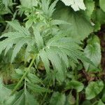 Achillea macrophylla Feuille