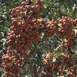 Gymnosporia buxifolia Fruit