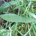 Plantago argenteaLeaf