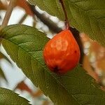 Sorbus commixta Owoc