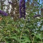 Buddleja alternifoliaFlor