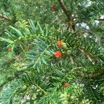 Taxus baccataMeyve