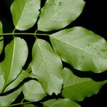 Lonchocarpus atropurpureus Φύλλο