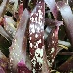 Billbergia vittata Leaf