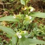 Pedicularis racemosa Цвят