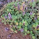 Coleus caninus Flower