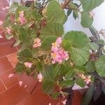 Begonia hirtella Kvet