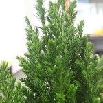 Cupressus macrocarpa 叶