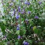 Rotheca myricoides फूल