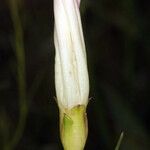 Calystegia longipes Кветка