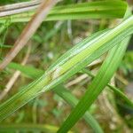 Carex laevigata Ostatní