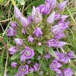 Gentianella ramosa Floare