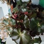 Begonia hydrocotylifolia Ліст