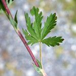 Potentilla inclinata 葉