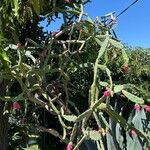 Opuntia cochenillifera List