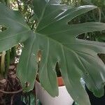 Philodendron bipinnatifidum পাতা