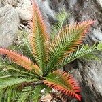 Blechnum gibbum Habit