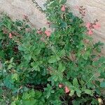 Salvia microphylla Агульны выгляд