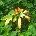 Amorphophallus paeoniifolius Blüte