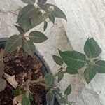 Euphorbia pulcherrima Kvet