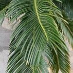 Cycas pectinata برگ