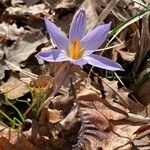 Crocus reticulatus 花