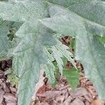 Cynara scolymus Folla