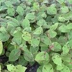 Persicaria virginiana Habitus