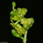 Crepidium taurinum ফল