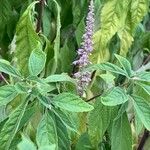 Elsholtzia stauntonii Flor