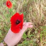 Papaver setiferumFlower