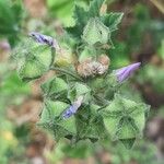 Malva multiflora Gyümölcs