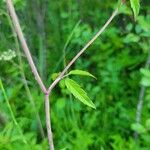 Cicuta maculata Blatt