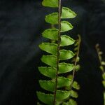 Adiantum incisum Hábito