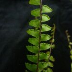 Adiantum incisum Характер