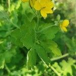 Chelidonium majusFlower