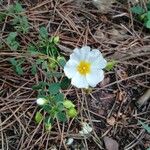 Cistus salviifoliusFlor